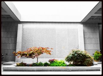 Potted plants on the wall
