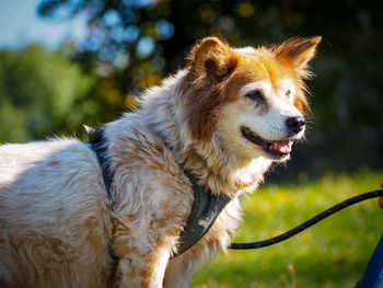 Close-up of dog looking away on field