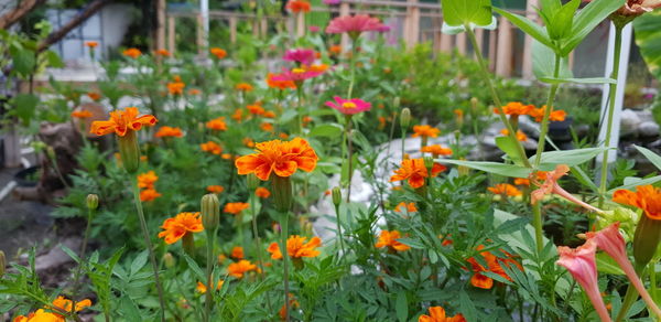 Close-up of flowering plants in yard