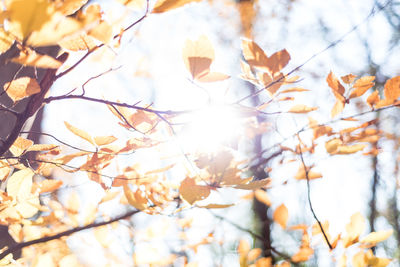 Low angle view of autumn leaves on tree against sky