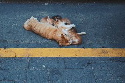 High angle view of a dog on road