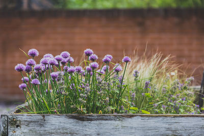 Close-up of flowers growing in lake