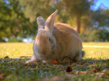 Close-up portrait of rabbit sitting on grassy field