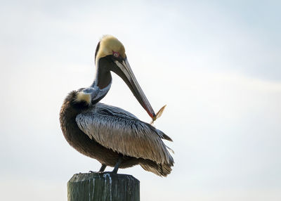 Low angle view of bird perching on wooden post