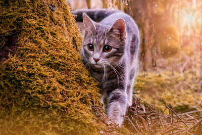 Close-up of cat in the forest, garden