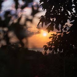 Silhouette tree by sea against sky during sunset