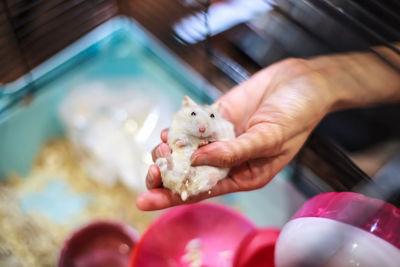 Cropped hand of person holding rodent