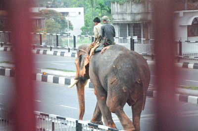 Full length of man elephant on street in city