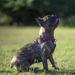 Dog looking away on field