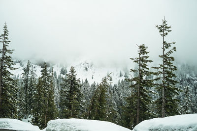 Pine trees on snow covered land against sky