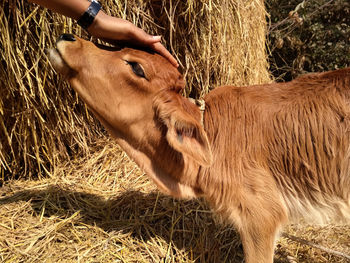 Close-up of human hand caressing calf on field