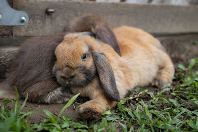 Two cute rabbits lying down and sleep together in the meadow with love. 