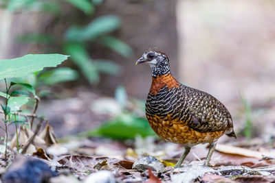 Close-up of a bird