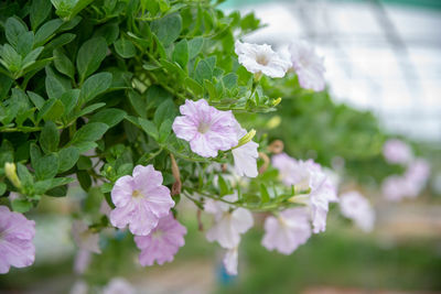 Close-up of white flowering plant