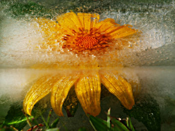 Macro shot of yellow flower