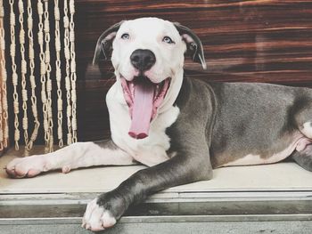 Portrait of dog sitting on wood