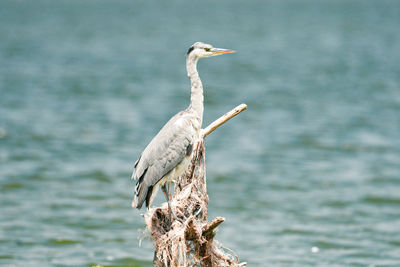 Bird perching on wooden post