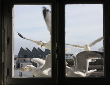 View of birds against sky seen through window