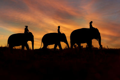 Silhouette horses on field against sky during sunset