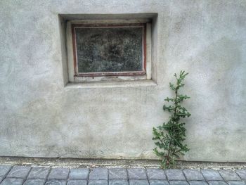 Plants growing on wall