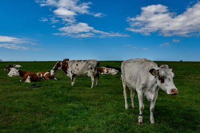 Cows standing in a field