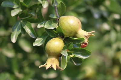 Close-up of fruit growing on tree