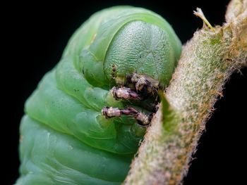 Close-up of insect on plant