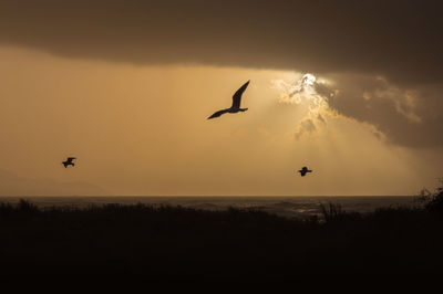 Silhouette birds flying against sky during sunset