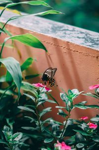 Close-up of butterfly pollinating on flower