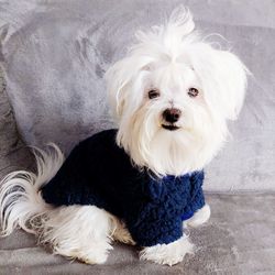 Maltese dog