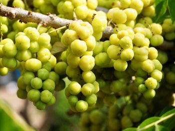 Close-up of grapes on tree