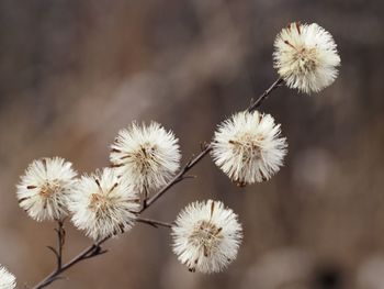 Close-up of flowers against blurred background