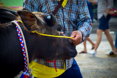 Buffalo in fancy parade with owner 