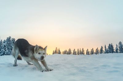 View of dog on snow covered land