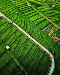 High angle view of corn field