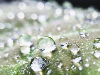 Close-up of water drop on leaf