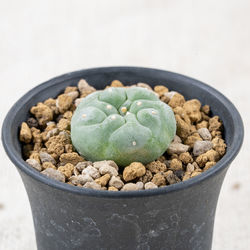 Close-up of potted plant