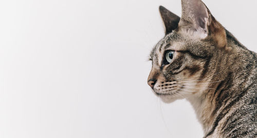 Close-up of a cat looking away