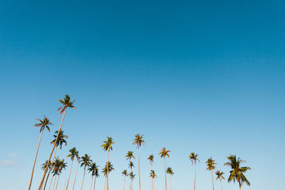 Low angle view of palm trees against clear blue sky