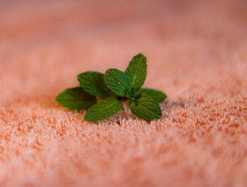 Close-up of green leaves on plant