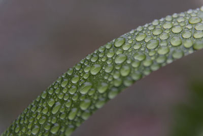 Close-up of green leaf