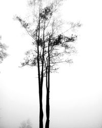 Bare tree against clear sky