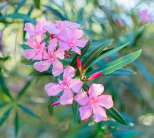 Close-up of pink flowering plant