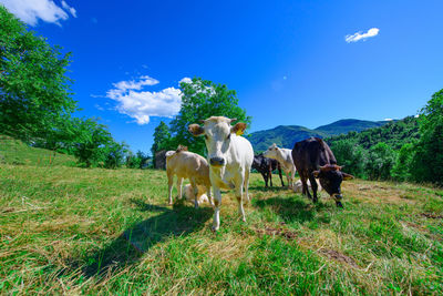 Grazing cows on the italian alps in summer