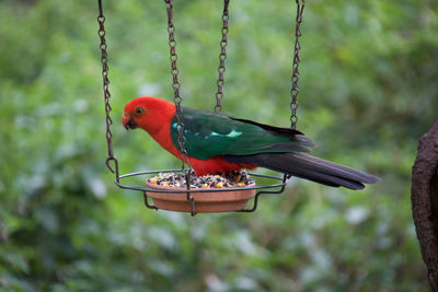 Close-up of parrot perching on feeder