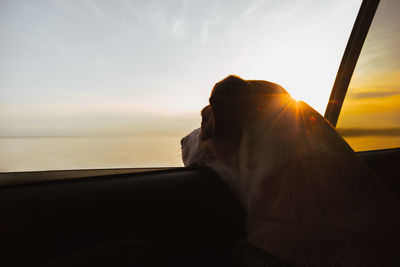 Dog enjoying sea view from the car window at sunset, travelling with pets