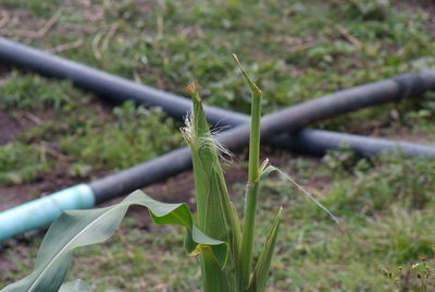 Close-up of plant growing on field