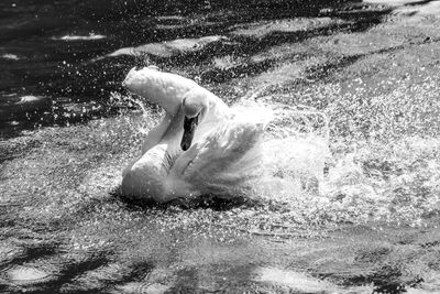 Close-up of duck swimming in lake