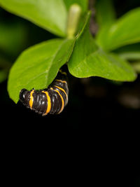 Close-up of snail on plant