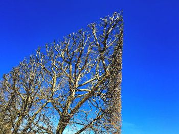 Low angle view of trees against clear blue sky